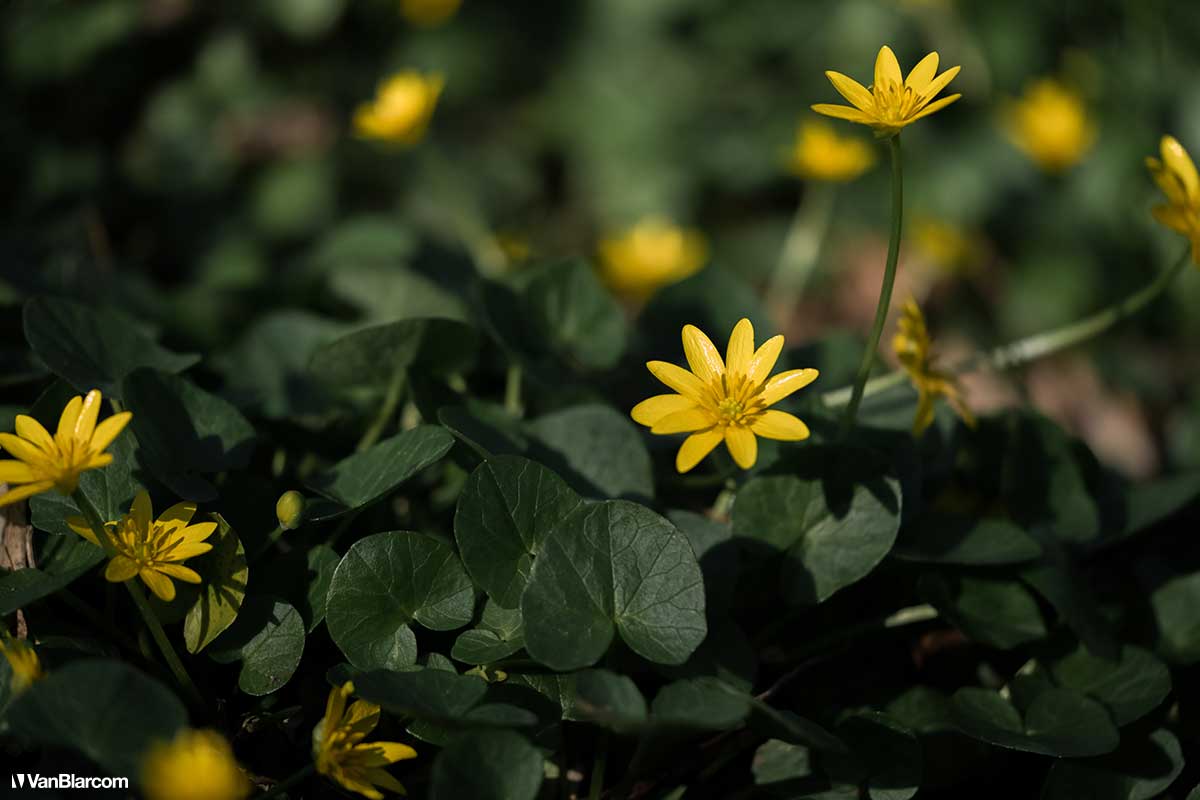 Tyler State Park - Bucks Country Pennsylvania