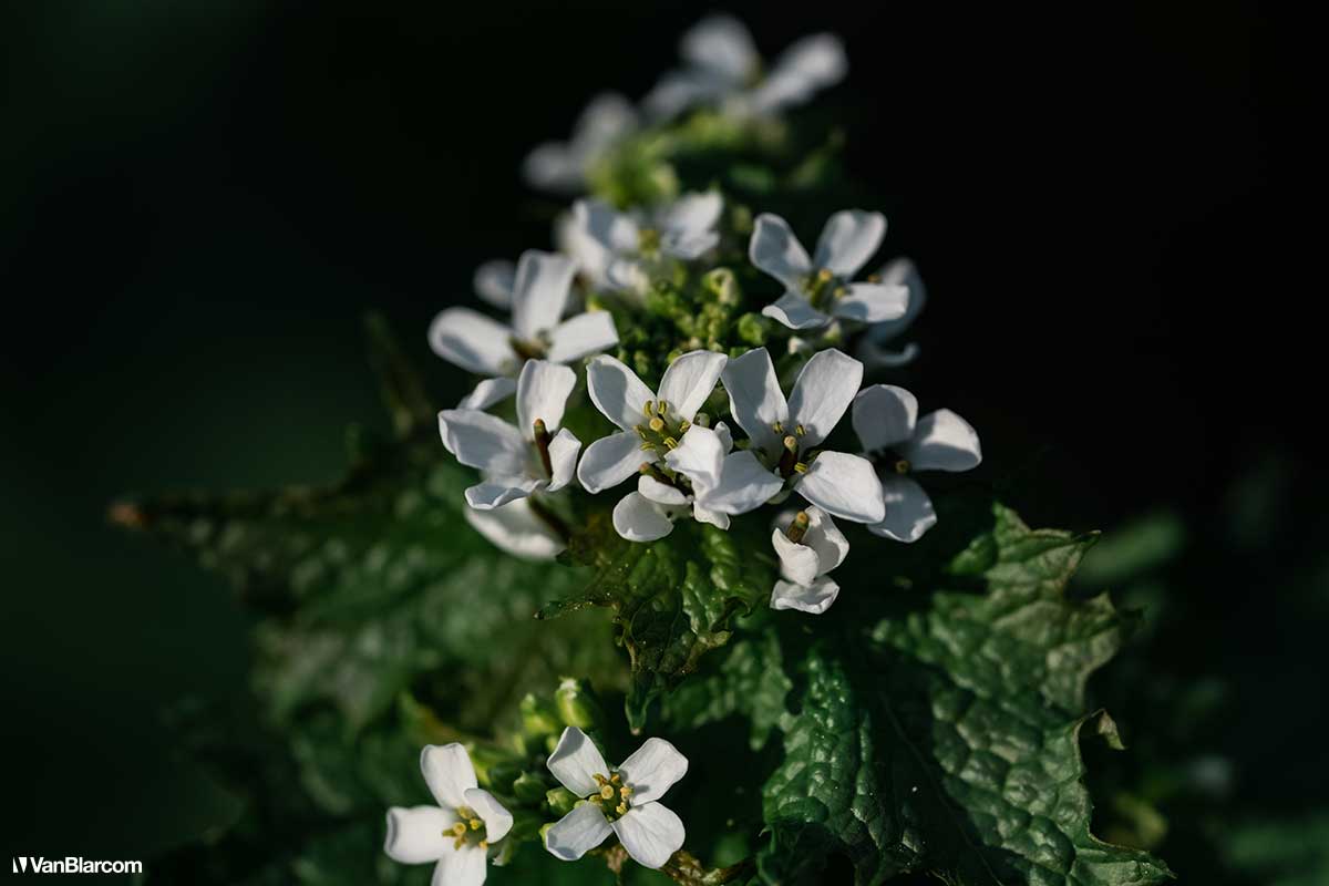 Tyler State Park - Bucks Country Pennsylvania