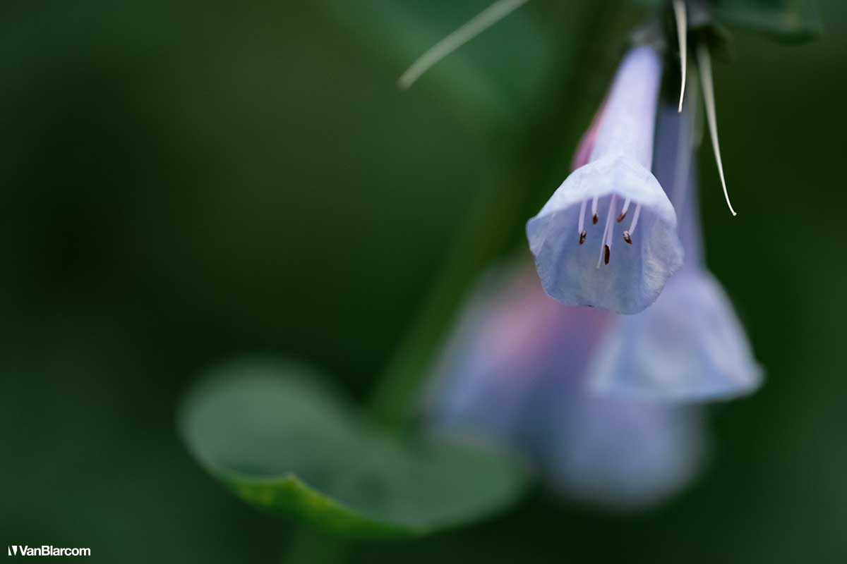 Tyler State Park - Bucks Country Pennsylvania