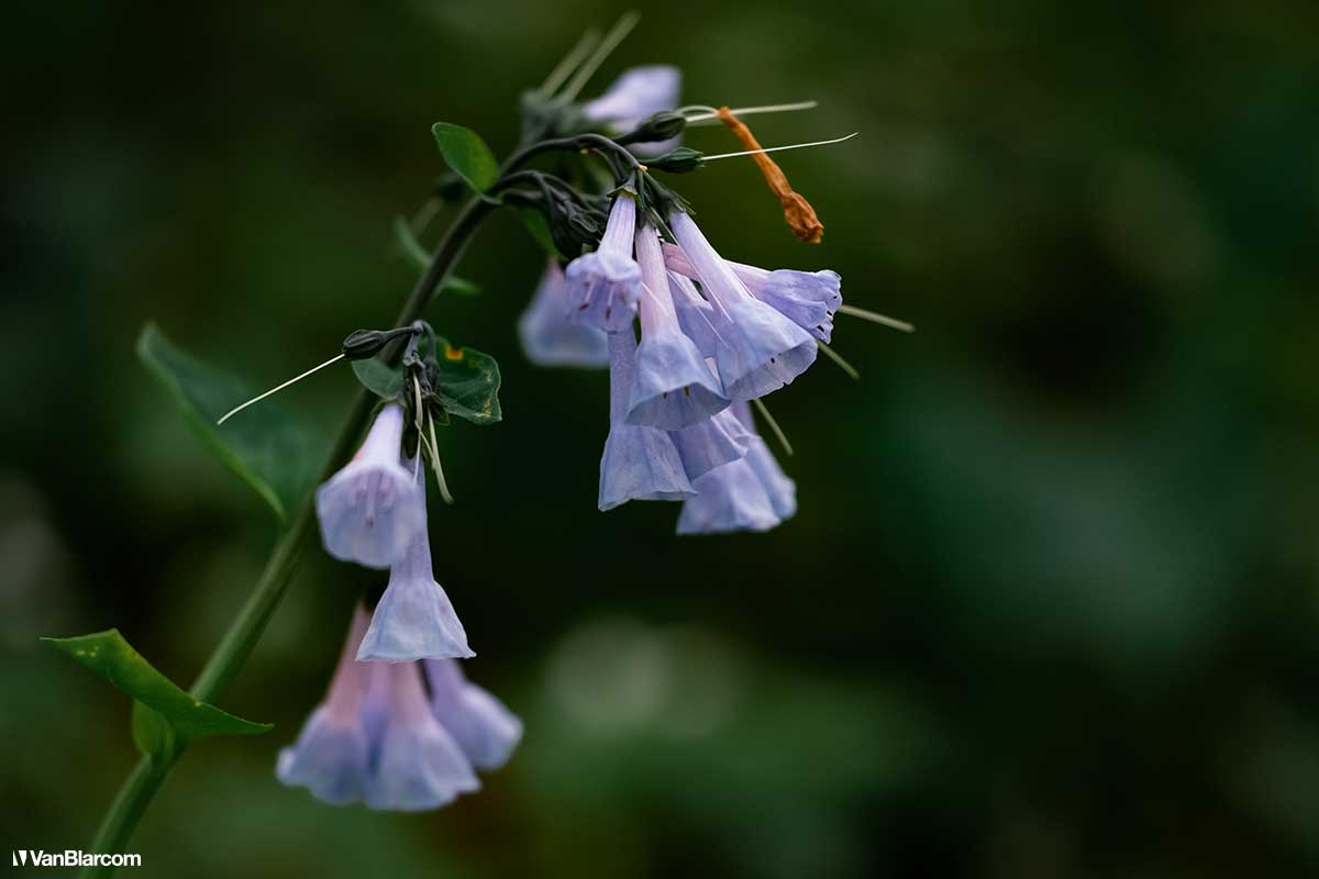 Tyler State Park - Bucks Country Pennsylvania